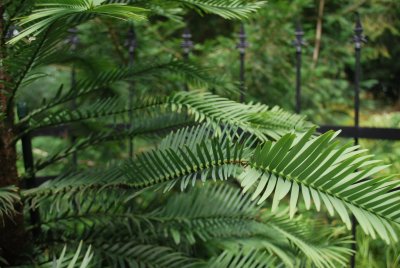 Wollemia nobilis - wolemie vznešená - detail větvení
